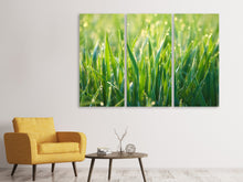 Laden Sie das Bild in den Galerie-Viewer, Leinwandbild 3-teilig Gras mit Morgentau XL