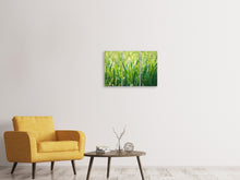 Laden Sie das Bild in den Galerie-Viewer, Leinwandbild 3-teilig Gras mit Morgentau XL