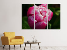 Laden Sie das Bild in den Galerie-Viewer, Leinwandbild 3-teilig Tulpe mit Morgentau in XL