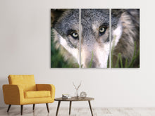 Laden Sie das Bild in den Galerie-Viewer, Leinwandbild 3-teilig Der Wolfs Blick
