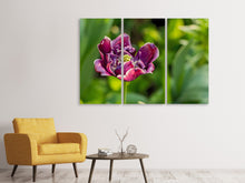 Laden Sie das Bild in den Galerie-Viewer, Leinwandbild 3-teilig Dunkle Tulpe in der Natur