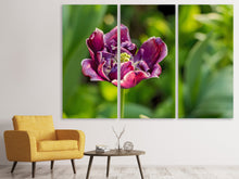 Laden Sie das Bild in den Galerie-Viewer, Leinwandbild 3-teilig Dunkle Tulpe in der Natur