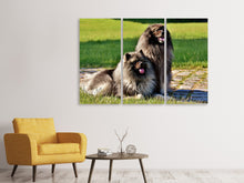 Laden Sie das Bild in den Galerie-Viewer, Leinwandbild 3-teilig 2 Wolfsspitz