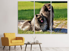 Laden Sie das Bild in den Galerie-Viewer, Leinwandbild 3-teilig 2 Wolfsspitz