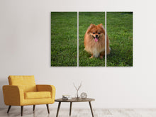 Laden Sie das Bild in den Galerie-Viewer, Leinwandbild 3-teilig Der kleine Spitz