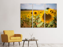Laden Sie das Bild in den Galerie-Viewer, Leinwandbild 3-teilig Eine Sonnenblume im Feld
