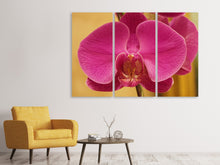 Laden Sie das Bild in den Galerie-Viewer, Leinwandbild 3-teilig Close up Orchidee in pink