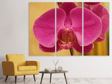 Laden Sie das Bild in den Galerie-Viewer, Leinwandbild 3-teilig Close up Orchidee in pink