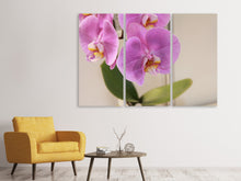 Laden Sie das Bild in den Galerie-Viewer, Leinwandbild 3-teilig Orchideen mit lila Blüten in XL