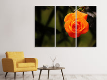 Laden Sie das Bild in den Galerie-Viewer, Leinwandbild 3-teilig Die Blüte der Rose