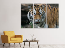 Laden Sie das Bild in den Galerie-Viewer, Leinwandbild 3-teilig XL Tiger