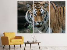 Laden Sie das Bild in den Galerie-Viewer, Leinwandbild 3-teilig XL Tiger