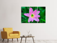 Laden Sie das Bild in den Galerie-Viewer, Leinwandbild 3-teilig Close up rosa Blüte