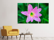 Laden Sie das Bild in den Galerie-Viewer, Leinwandbild 3-teilig Close up rosa Blüte
