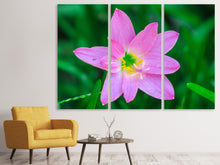 Laden Sie das Bild in den Galerie-Viewer, Leinwandbild 3-teilig Close up rosa Blüte