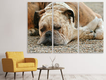 Laden Sie das Bild in den Galerie-Viewer, Leinwandbild 3-teilig Müder Boxer