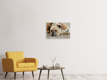 Laden Sie das Bild in den Galerie-Viewer, Leinwandbild 3-teilig Müder Boxer