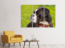 Laden Sie das Bild in den Galerie-Viewer, Leinwandbild 3-teilig Aufmerksamer Boxer