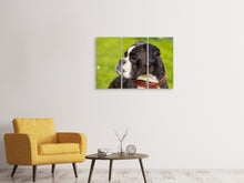 Laden Sie das Bild in den Galerie-Viewer, Leinwandbild 3-teilig Aufmerksamer Boxer