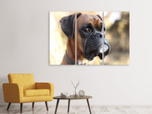 Laden Sie das Bild in den Galerie-Viewer, Leinwandbild 3-teilig Der Boxer Blick