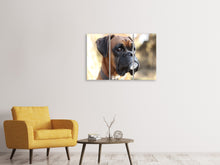 Laden Sie das Bild in den Galerie-Viewer, Leinwandbild 3-teilig Der Boxer Blick