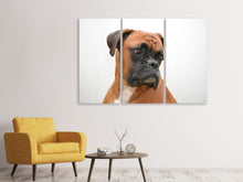 Laden Sie das Bild in den Galerie-Viewer, Leinwandbild 3-teilig Typisch Boxer