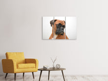 Laden Sie das Bild in den Galerie-Viewer, Leinwandbild 3-teilig Typisch Boxer