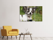 Laden Sie das Bild in den Galerie-Viewer, Leinwandbild 3-teilig Chihuahua zum Verlieben