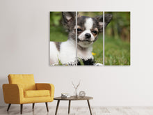 Laden Sie das Bild in den Galerie-Viewer, Leinwandbild 3-teilig Chihuahua zum Verlieben