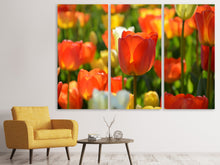Laden Sie das Bild in den Galerie-Viewer, Leinwandbild 3-teilig Close up Tulpenfeld