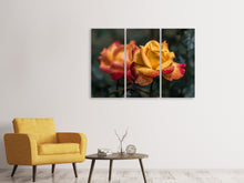 Laden Sie das Bild in den Galerie-Viewer, Leinwandbild 3-teilig Die Rose im Garten