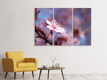 Laden Sie das Bild in den Galerie-Viewer, Leinwandbild 3-teilig Close up Kirschblüte