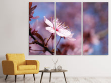 Laden Sie das Bild in den Galerie-Viewer, Leinwandbild 3-teilig Close up Kirschblüte