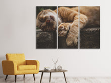 Laden Sie das Bild in den Galerie-Viewer, Leinwandbild 3-teilig Schlafende Katze