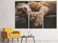 Laden Sie das Bild in den Galerie-Viewer, Leinwandbild 3-teilig Schlafende Katze
