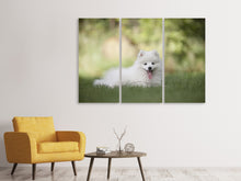 Laden Sie das Bild in den Galerie-Viewer, Leinwandbild 3-teilig Niedliche Spitz Welpe