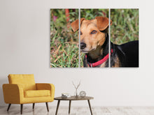 Laden Sie das Bild in den Galerie-Viewer, Leinwandbild 3-teilig Aufmerksamer Hund