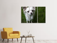Laden Sie das Bild in den Galerie-Viewer, Leinwandbild 3-teilig Chihuahua Blick