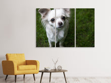 Laden Sie das Bild in den Galerie-Viewer, Leinwandbild 3-teilig Chihuahua Blick