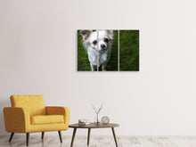 Laden Sie das Bild in den Galerie-Viewer, Leinwandbild 3-teilig Chihuahua Blick