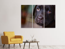 Laden Sie das Bild in den Galerie-Viewer, Leinwandbild 3-teilig Süsse Labrador Welpe