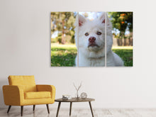 Laden Sie das Bild in den Galerie-Viewer, Leinwandbild 3-teilig Süsse Hundeschnautze