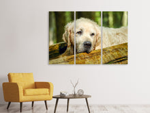 Laden Sie das Bild in den Galerie-Viewer, Leinwandbild 3-teilig Golden Retriever in der Natur