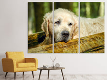 Laden Sie das Bild in den Galerie-Viewer, Leinwandbild 3-teilig Golden Retriever in der Natur