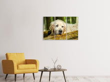 Laden Sie das Bild in den Galerie-Viewer, Leinwandbild 3-teilig Golden Retriever in der Natur