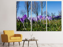 Laden Sie das Bild in den Galerie-Viewer, Leinwandbild 3-teilig Lila Krokus in der Natur