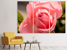 Laden Sie das Bild in den Galerie-Viewer, Leinwandbild 3-teilig Die Rose in rosa