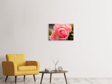 Laden Sie das Bild in den Galerie-Viewer, Leinwandbild 3-teilig Die Rose in rosa