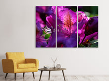 Laden Sie das Bild in den Galerie-Viewer, Leinwandbild 3-teilig Der Rhododendron