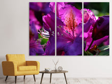 Laden Sie das Bild in den Galerie-Viewer, Leinwandbild 3-teilig Der Rhododendron